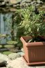Blumentopf mit Sockel quadratisch. Terra Dkwt37,Pkwt34-R624 - 370X300X370Mm