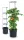 Flower Pot Tomato Planter S.Anthracite Ipom400-S433 392X1530Mm